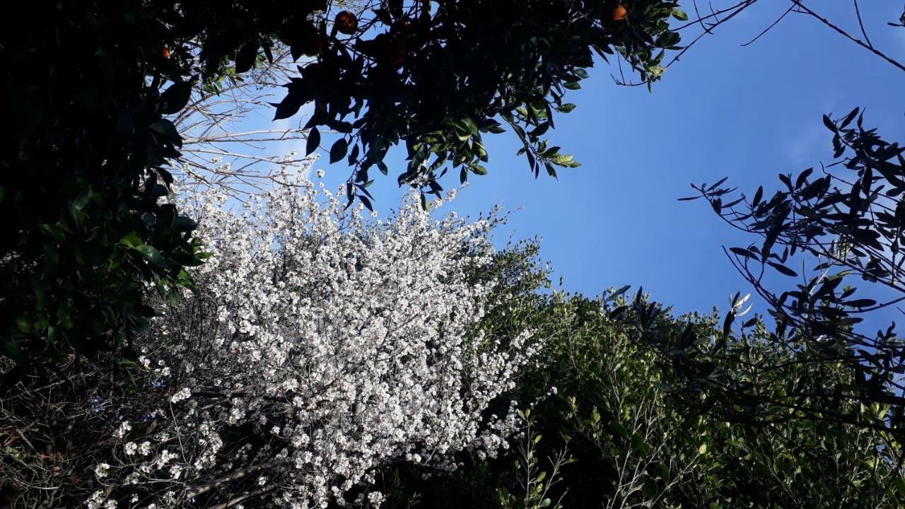 カターニア Carrubo - Giardino In Cittaヴィラ エクステリア 写真